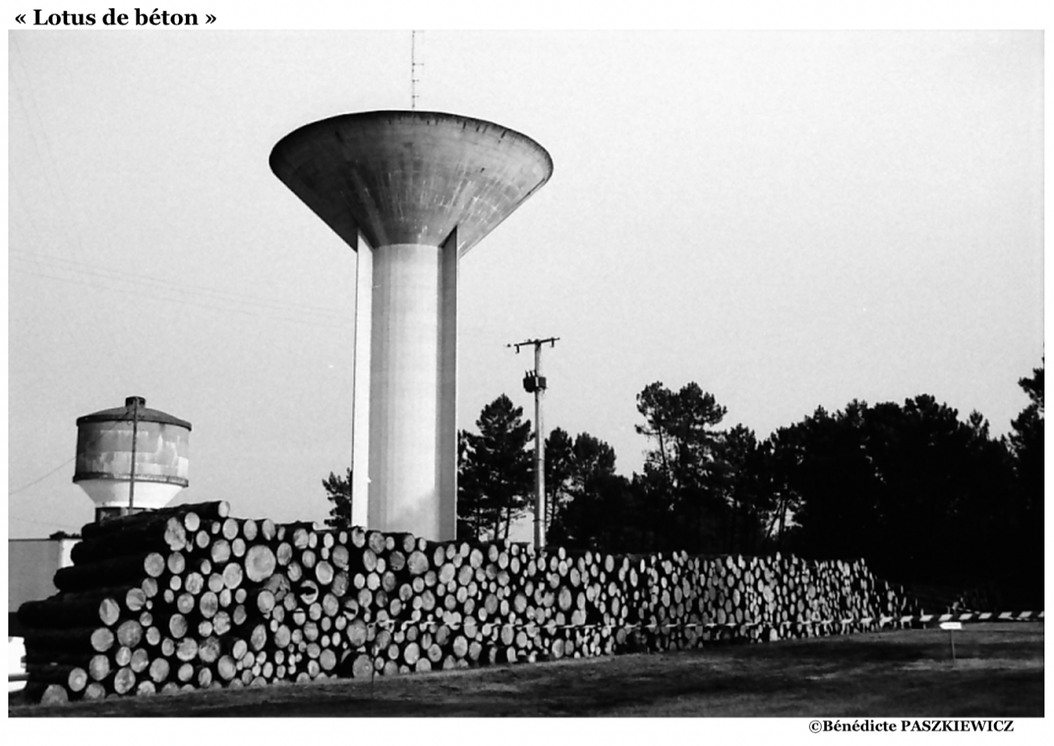 « Lotus de béton »